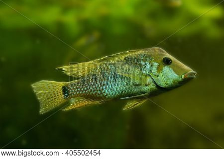The Redhump Eartheater (geophagus Steindachneri) In Aquarium.