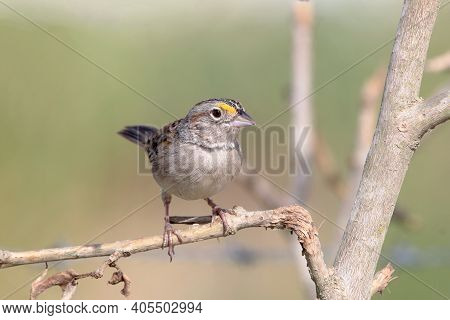 Grassland Sparrow (ammodramus Humeralis) Perched On A Branch On A Blurred Background