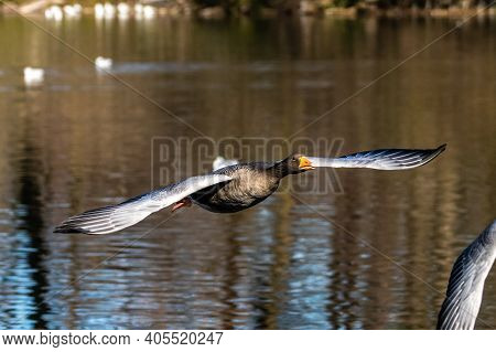 The Greylag Goose, Anser Anser Is A Species Of Large Goose In The Waterfowl Family Anatidae And The 
