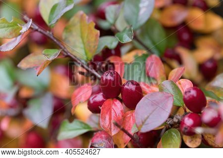 Red Gaultheria Berries In Autumn Garden In Fall Season