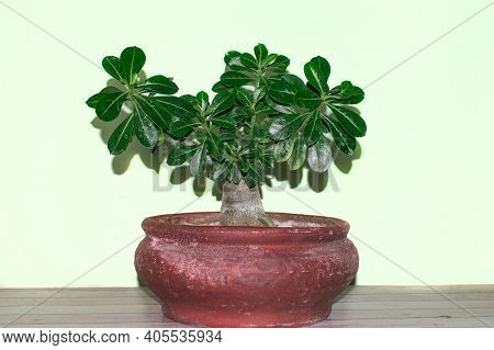 The Desert Rose - Adenium. Small Tree That Grows In A Red Clay Pot. Bonsai.