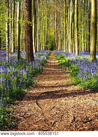 A Straight Path Leading Through A Vibrant Blue And Purple Carpet Of Bluebells During Spring In The F
