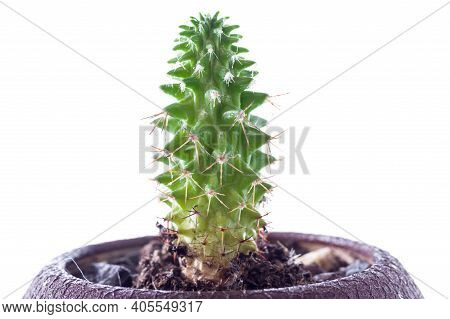 Cactus In A Pot On A White Background. Macro Photo Of A Cactus. Isolate.