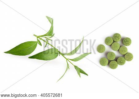 Andrographis Paniculata, Green Chirayta, King Of Bitters Leaf Isolated On Awhite Background