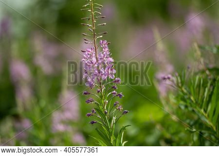 Purple Monkeyflower Blossom In Alpine Meadow In Grand Teton National Park