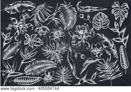 Vector Set Of Hand Drawn Chalk Monstera, Banana Palm Leaves, Strelitzia, Heliconia, Tropical Palm Le