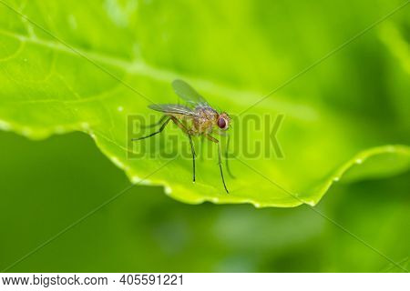 The Robber Fly Insect Or Asilidae Is An Aggressive Family Of Flies. Macro Photo Of Predatory Insects