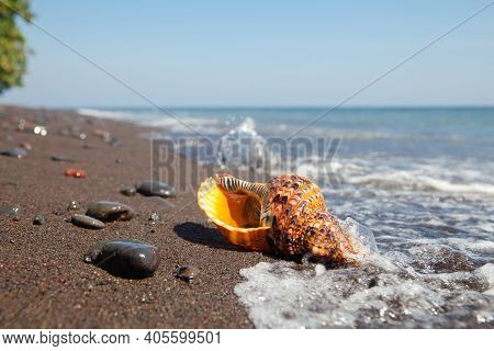 Charonia Tritonis Clam On The Sand. Triton Is Very Large Predatory Marine Gastropods Snail In The Ge