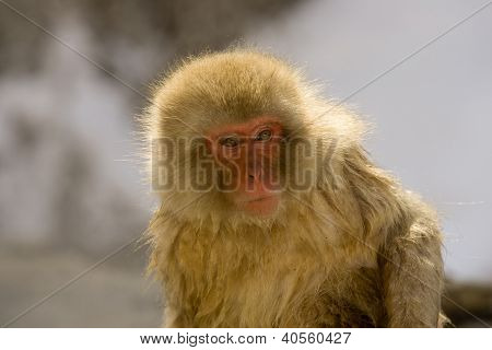 Portret małpa śnieg