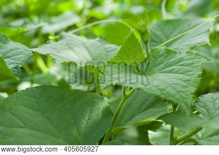 Plant A Cucumber In Your Garden. Texture Of Large Green Cucumber Leaves. Green Background With Large
