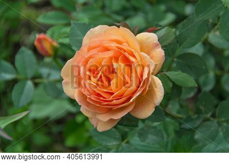 Close-up Of Garden Rose Lady Of Shalott