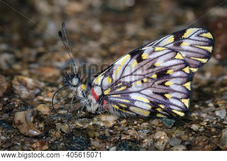 Beautiful And Colorful Butterfly On Wet Sand