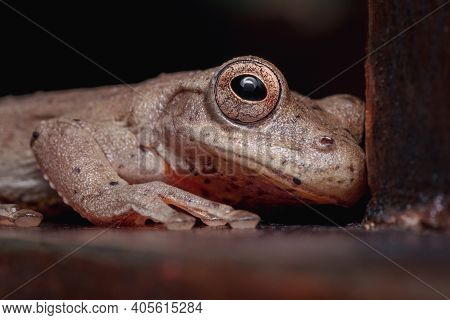 Little Frog Hidden Under A House Chair
