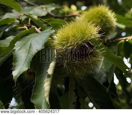 Fresh Chestnuts With Open Husk.branch Of Chestnut With Fruits. Castanea. Chestnuts.