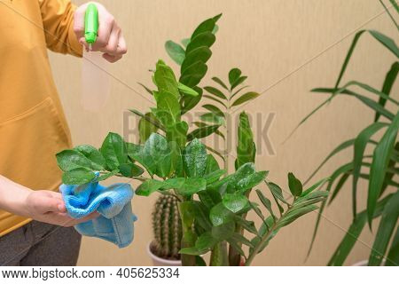 Home Care For Houseplants, Spray Home Flowers With A Spray Gun. A Woman Wipes The Leaves, Washes And