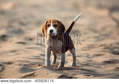 Beautiful Beagle Puppy Is Waiting For Its Owner