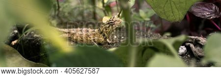 Yellow Color Changeable Skin Lizard On The Ground, Photograph Through The Leaves, Walking In The Tro