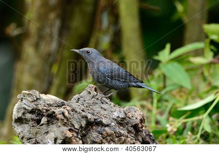 Blue Rock Thrush