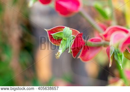 Slipper Plant Or Euphorbia Bracteata Jacq Are Growing Up In The Garden