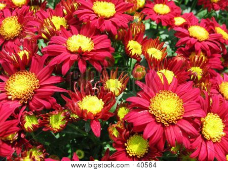 Blommor