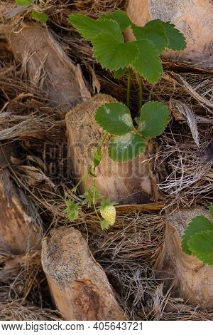 A Sleeping Green Strawberry Bush Growing In A Palm Tree Trunk, Phoenix Canariensis. An Unusual And N