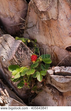 A Sleeping Red And Green Strawberry Bush Growing In A Palm Tree Trunk, Phoenix Canariensis. An Unusu