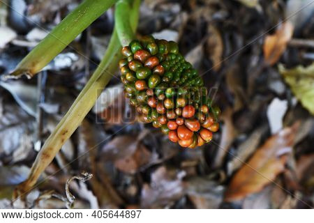 Arisaema Ringens (japanese Cobra Lily) / Araceae Prennial Grass