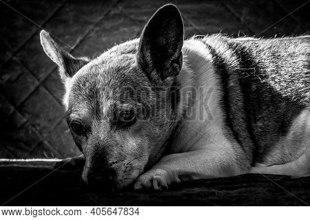 A Black And White Of A Senior Jack Russell Terrior Relaxing On A Couch.