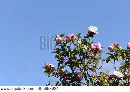 Sasanqua (camellia Japonica) Flowers / Theaceae Evergerrn Tree.