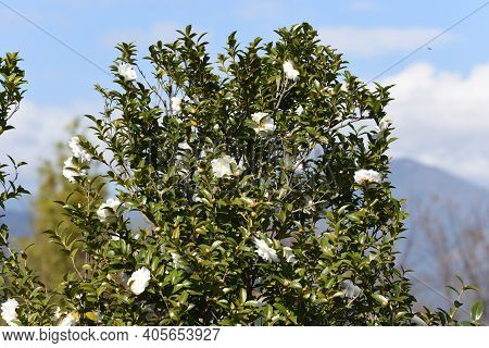 Sasanqua (camellia Japonica) Flowers / Theaceae Evergerrn Tree.