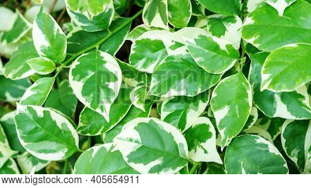 Green And White Polyscias Leaf In A Garden.