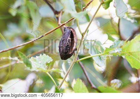 Chocolate Vine Fruit. Rardizabalaceae Deciduous Vine Shrub.