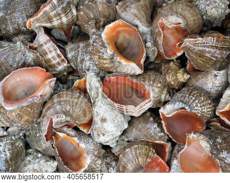 Many Empty Shells Of Rapan That Were Taken From The Black Sea