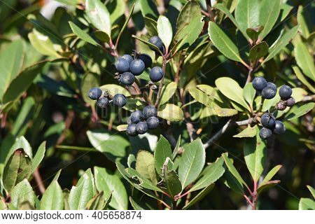 Rhaphiolepis Umbellata Berries. Rosaceae Ever Green Shrub.