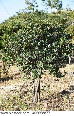 Rhaphiolepis Umbellata Berries. Rosaceae Ever Green Shrub.