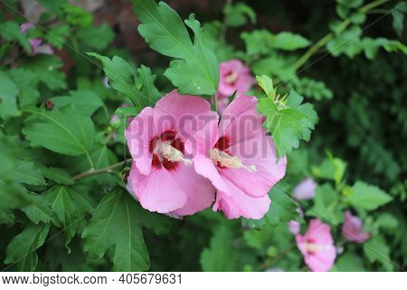 Close-up Shot Of A Flower. Shrub Winter-hardy Beautifully Flowering.