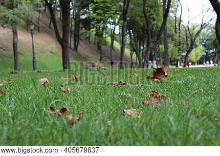 Embankment In Irpin In The Fall. Autumn Leaves On Green Grass.