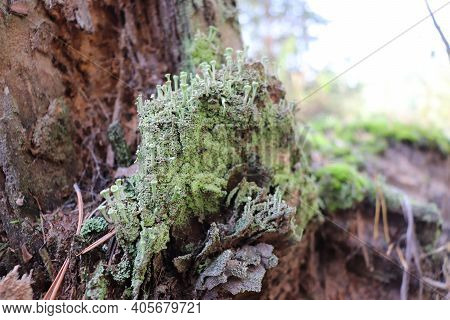 Green Moss On An Old Tree.  An Old Fallen Tree In The Forest Covered With Moss.