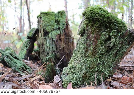 Green Moss On An Old Tree.  An Old Fallen Tree In The Forest Covered With Moss.