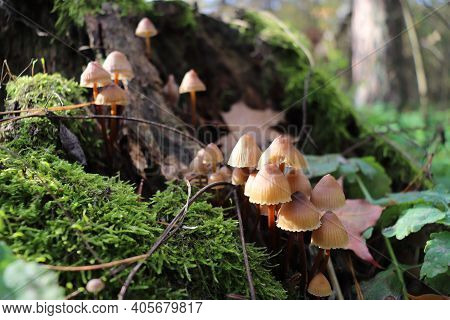 Mushrooms On An Old Tree Covered With Green Moss.