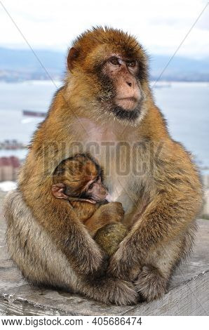 Mother Monkey Holding Cute Ape Cub And Feeding It. Macaque Family In Wild Nature. Two Primate Animal