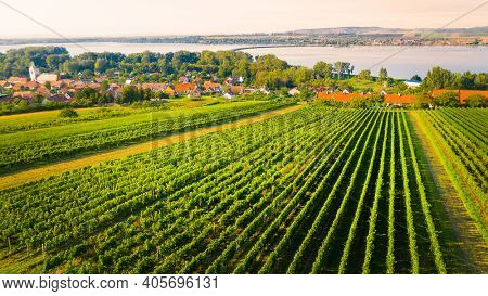 South Moravian vineyard near Dolni Vestonice. Traditional viticulture from above. Agricultural workers harvest grapes. Production of quality wines in Czech Republic, Central Europe.