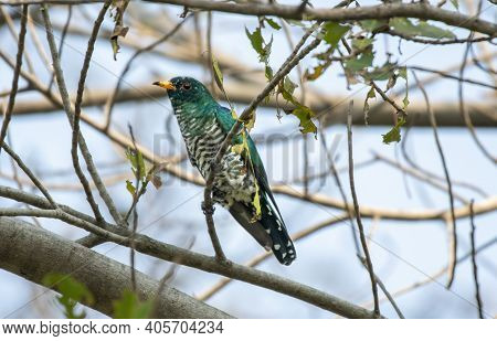 Male Asian Emerald Cuckoo Perching On The Branch , Thailand