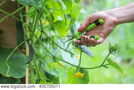 Hand Holds Pruner To Cut Off Excess Branches On Cucumber Plant In Vegetable Garden On High Gardenbed