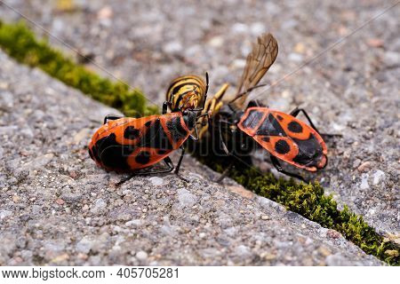 Vespula Germanica, European Wasp, German Wasp, Or German Yellowjacket Is Eaten By A Pyrrhocoris Apte