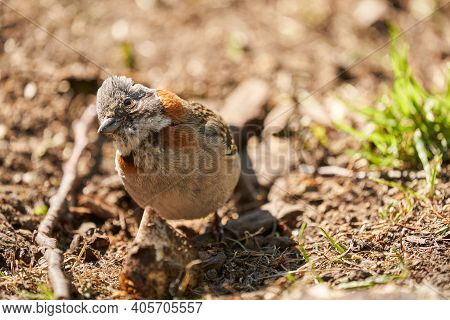 Zonotrichia Capensis, Rufous-collared Sparrow Is A Small Bird From Patagonia In South America, Chile