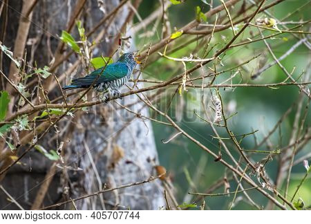 Male Asian Emerald Cuckoo Eating Prey, Thailand