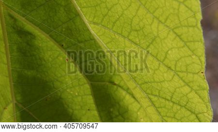 Autumn Yellow Leaf Texture With Tortuous Veins. Closeup Of Deciduous Tree Paulownia Leaf In Bright S