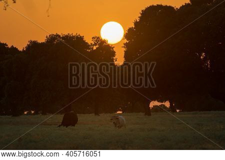 Herd Of Grazing Cattle In The Spanish Dehesa At Sunset, Salamanca, Spain