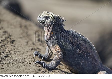 Marine Iguana, Amblyrhynchus Cristatus, Also Sea, Saltwater, Or Galápagos Marine Iguana Sitting On T